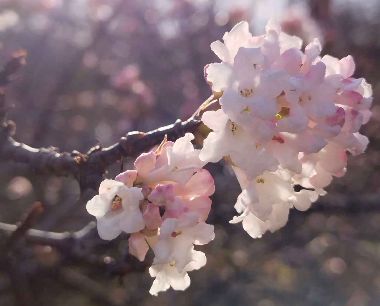 Весняне диво посеред зими. В Одеському ботсаду зацвіла калина: фото
